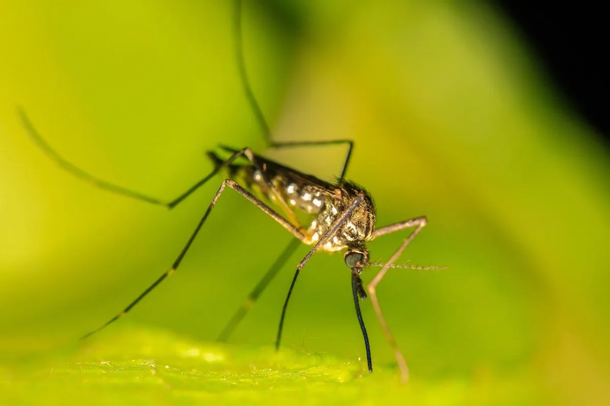 Mosquito em detalhe sobre uma folha verde