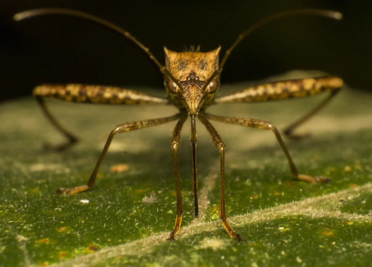 Mosquito pousado sobre uma folha