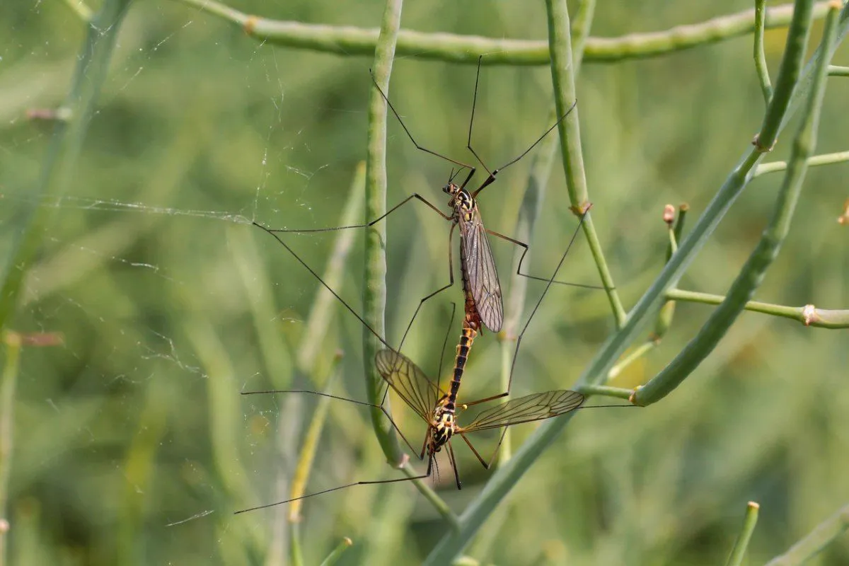 Mosquito pousado entre folhas e galhos finos