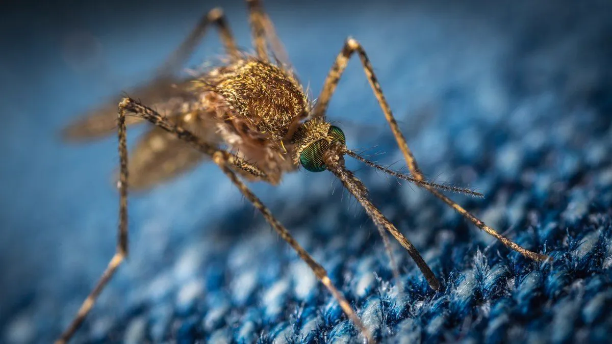 Mosquito em detalhe sobre uma superfície escura
