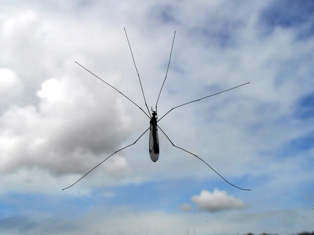 Mosquito de pernas longas visto contra o céu